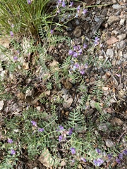 Astragalus flexuosus greenei