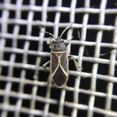 Ochrimnus disseptus