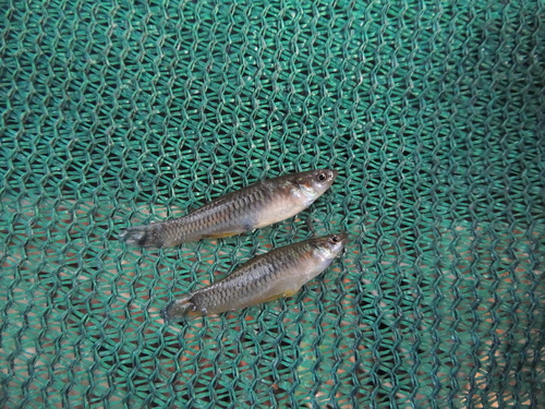 Jones' muskietvis (Heterandria jonesii) — Poeciliidae — 2
