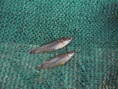 Pseudoxiphophorus jonesii