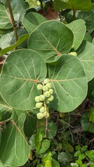 Coccoloba uvifera