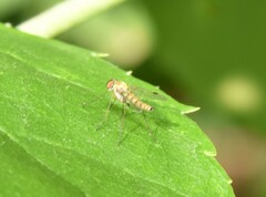 Chrysopilus modestus