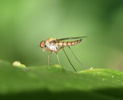 Chrysopilus modestus
