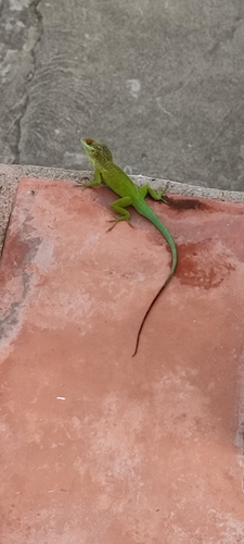 Plymouth Anole, Anolis lividus