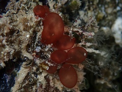 Botryocladia