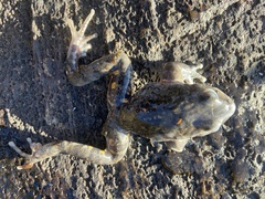 Phantasmarana apuana