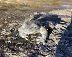 Phantasmarana apuana