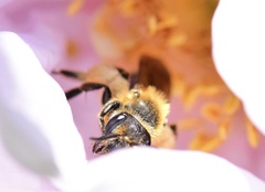Andrena thaspii