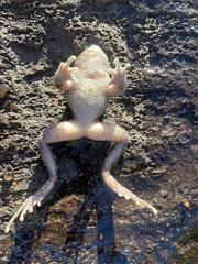 Phantasmarana apuana