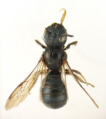 Ceratina gravidula