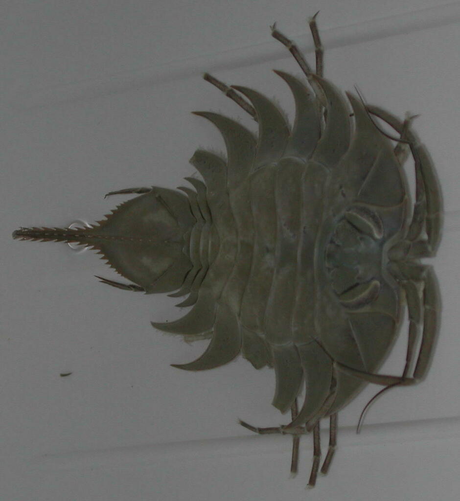 Ceratoserolis