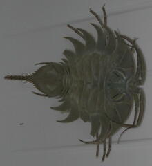 Ceratoserolis