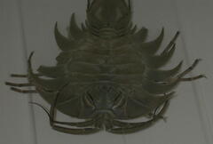 Ceratoserolis