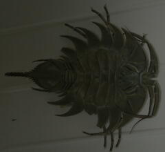 Ceratoserolis