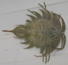 Ceratoserolis