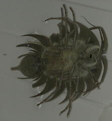 Ceratoserolis