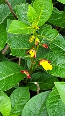 Lonicera involucrata involucrata