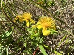 Hypericum frondosum