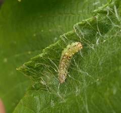 Drepana arcuata