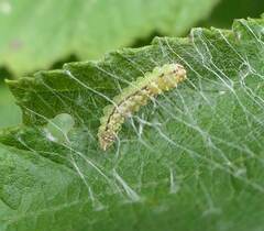 Drepana arcuata