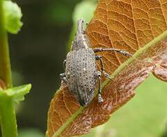 Lepyrus palustris