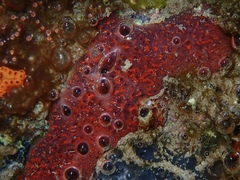 Mycale microsigmatosa