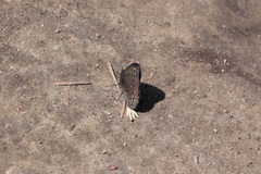 Cercyonis oetus