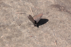 Cercyonis oetus