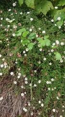 Erigeron karvinskianus image