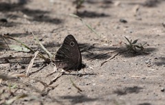 Cercyonis oetus