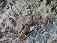 Sphaerodactylus guanajae