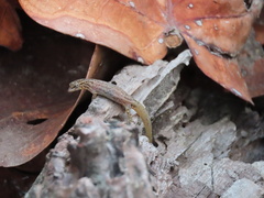 Sphaerodactylus guanajae