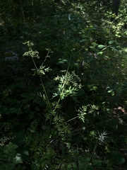 Thaspium pinnatifidum
