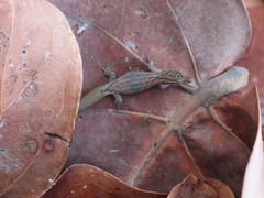 Sphaerodactylus guanajae