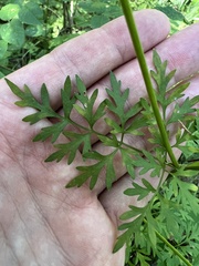 Thaspium pinnatifidum