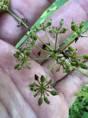 Thaspium pinnatifidum