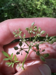 Thaspium pinnatifidum