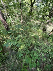 Thaspium pinnatifidum