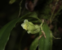 Rodriguezia compacta