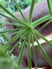 Thaspium pinnatifidum