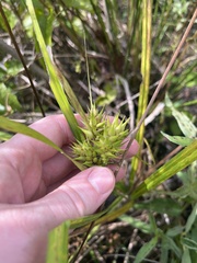 Carex lupuliformis
