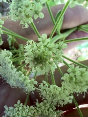Thaspium pinnatifidum