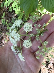 Thaspium pinnatifidum