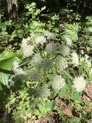 Thaspium pinnatifidum