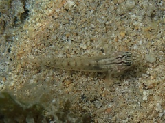 Coryphopterus glaucofraenum