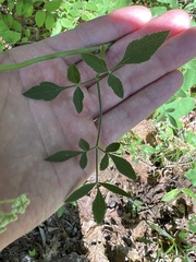 Thaspium pinnatifidum