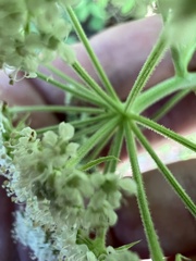 Thaspium pinnatifidum