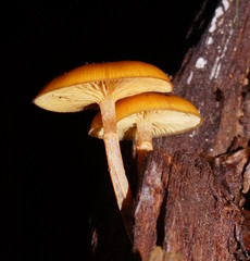 Galerina patagonica