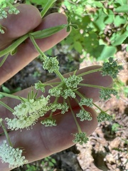 Thaspium pinnatifidum
