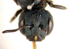 Ceratina gravidula